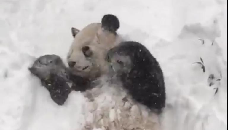 Un panda content après la tempête de neige aux États-Unis