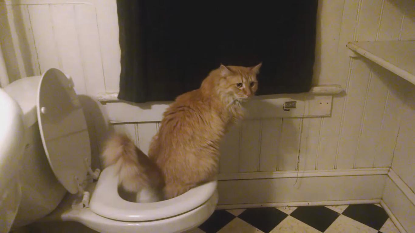 Ce chat a appris à utiliser les toilettes tout seul