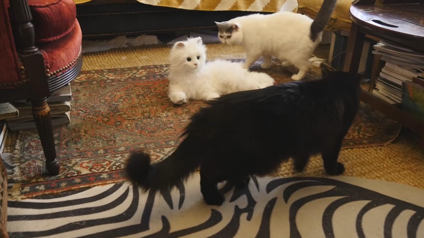 Regardez la réaction de ces chats face à un chat robot