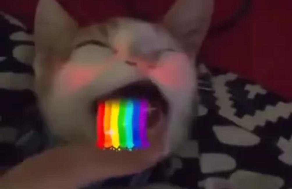 [GIF] Un chat vomi des arc-en-ciels sur Snapchat