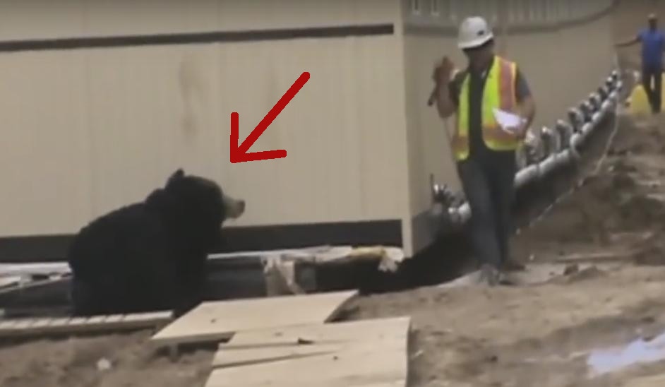 Il se déguise en ours pour effrayer son collègue sur un chantier