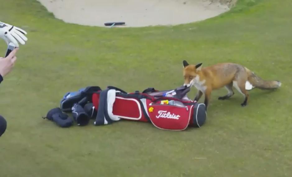 Un renard vole le porte-feuille d'un golfeur dans son sac