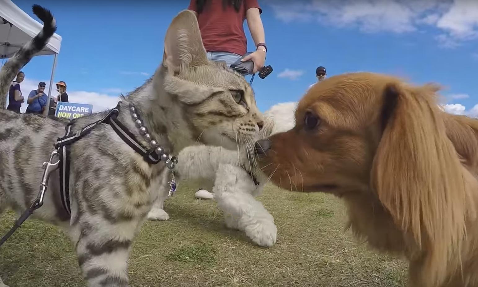 Un chat rencontre une cinquantaine de chiens lors d'une exposition canine