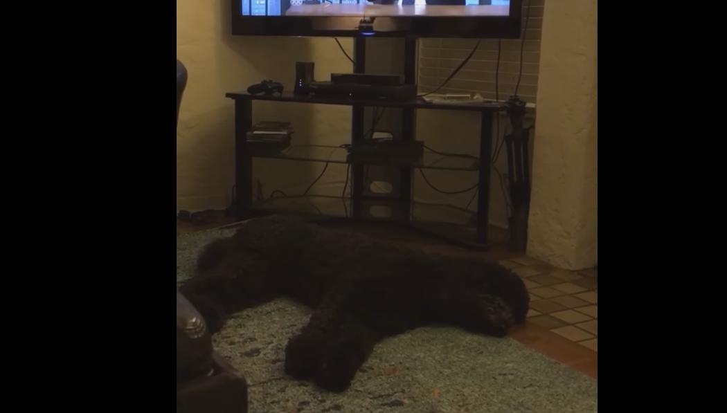 Ce chien part dormir quand on lui éteint la TV
