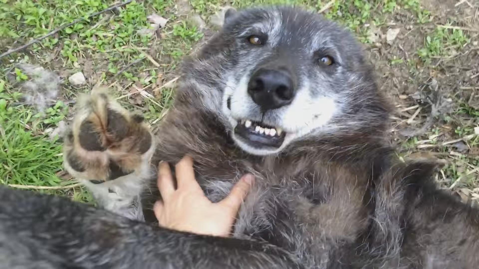 Ce chien-loup adore vraiment beaucoup les caresses