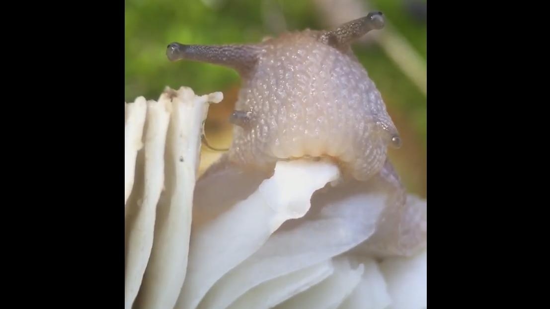 Gros plan sur un escargot qui mange un champignon