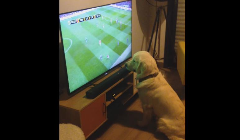 Ce chien regarde tous les matchs de l'Euro 2016